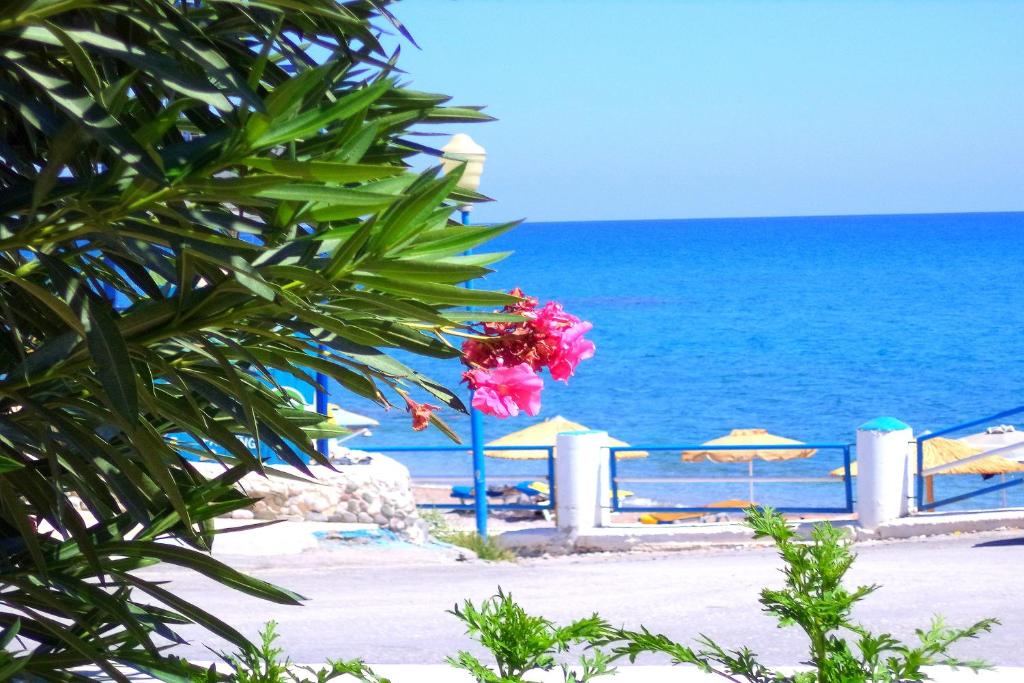 Blühender Oleander im Vordergrund, dahinter das Meer vor Stegna